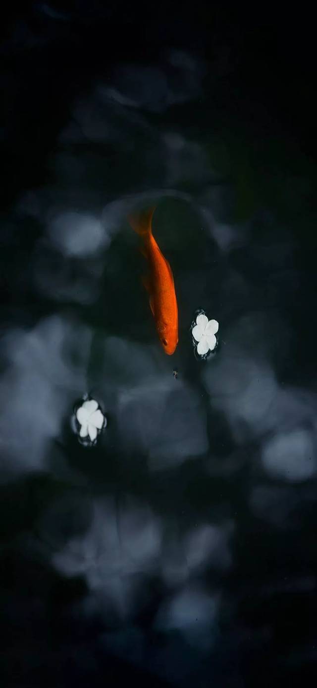 超美腻的高清全面屏壁纸背景