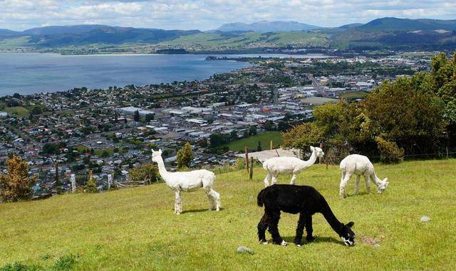 HL新西兰旅游五大城市、快速办理新西兰永居