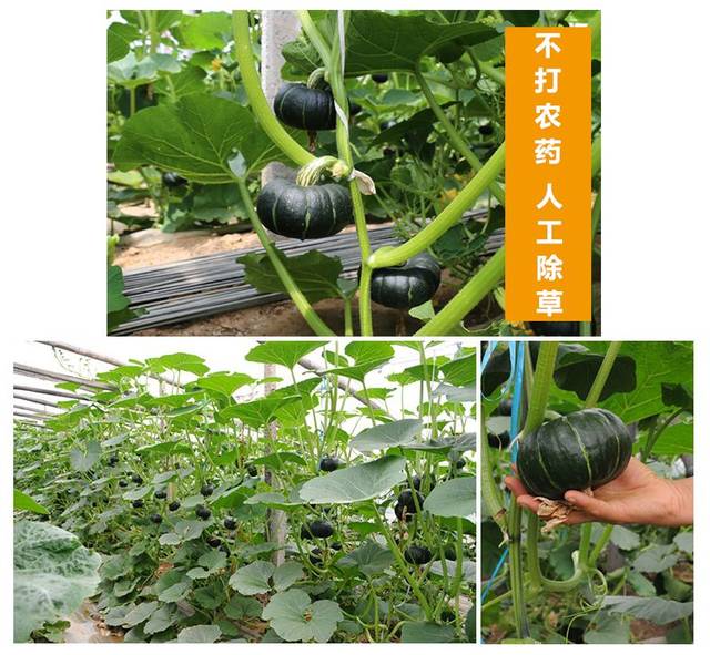 【贝贝南瓜】又称为板栗南瓜 越放越甜 给你不一样的粉糯