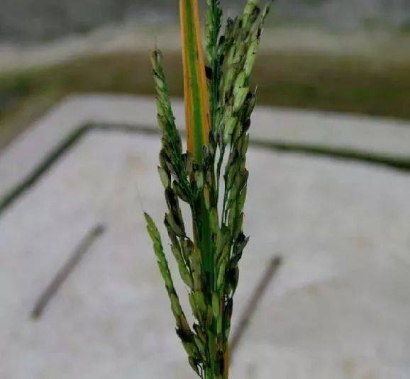 水稻谷壳附着黑色粉末,是什么病?稻粒黑粉病,