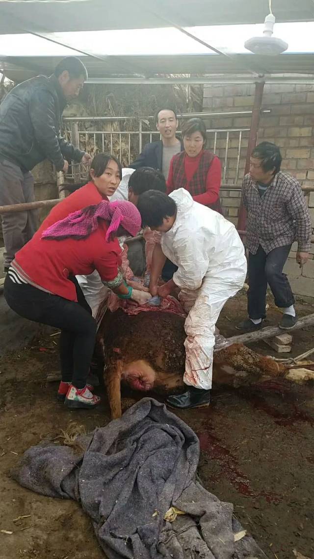 会宁小伙年纪轻轻竟然给牛做剖腹产