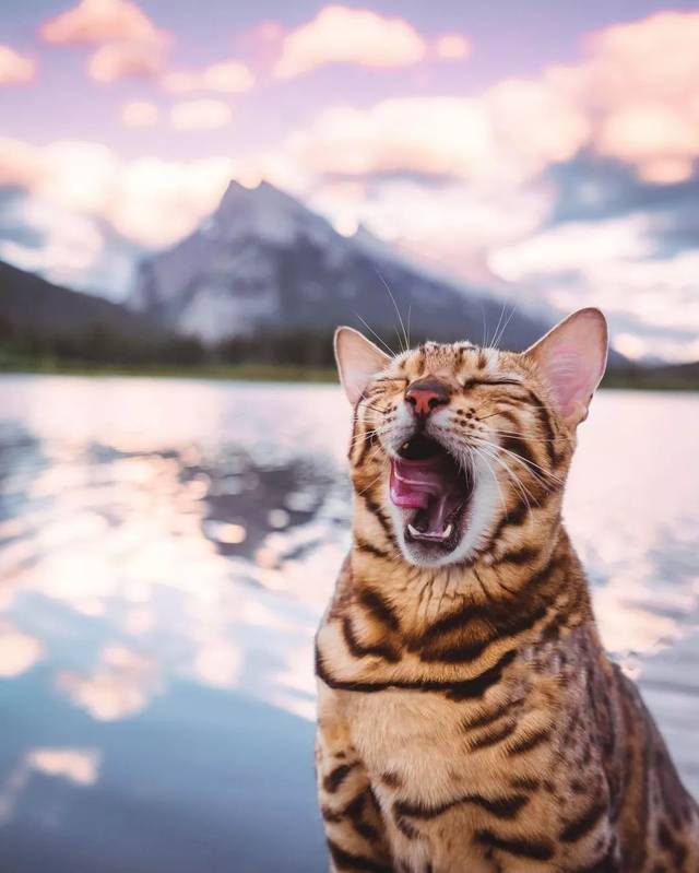 160万人围观猫片,INS另类博主亲身示范:释放天