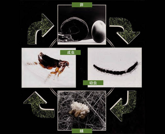 跳蚤的生命周期跳蚤在蛹期延迟出来会导致大量蛹在冬天和早春隐藏在