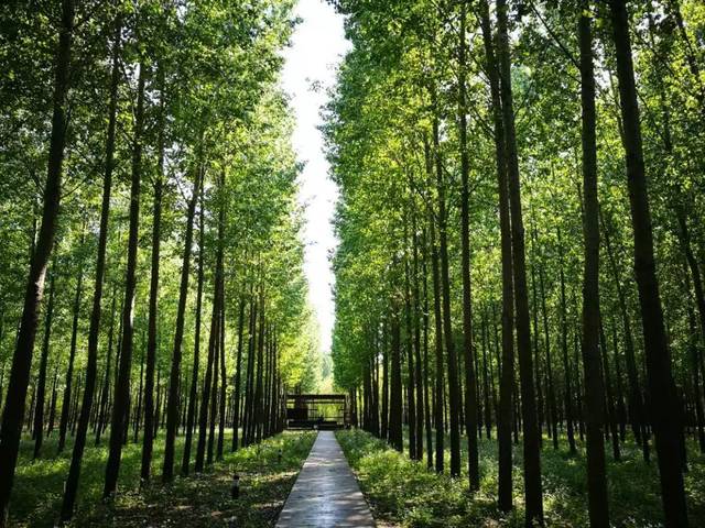 中牟县雁鸣湖镇"旅游 农业 生态"融合发展 绘就全域旅游"新画卷"