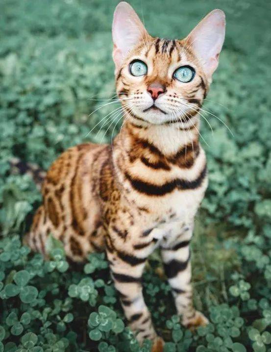 160万人围观猫片,INS另类博主亲身示范:释放天