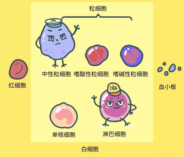 孩子发烧是细菌感染还是病毒感染?教你秒懂血常规