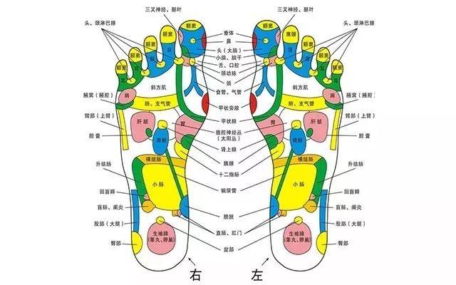 此外还有60 多个穴位,所以脚底又被称为人体的" 第二心脏"