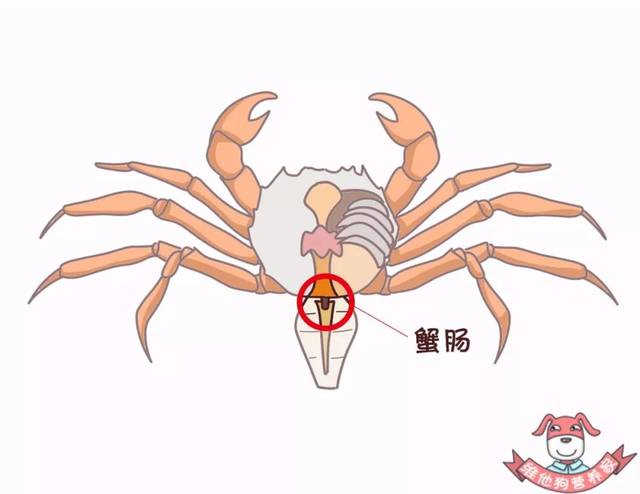 蟹黄,蟹膏竟是螃蟹的……get这些吃蟹技巧,你就是吃蟹