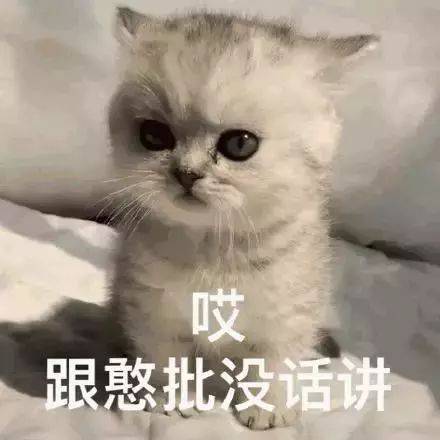 憨批表情包:就算你是个憨b我也喜欢你