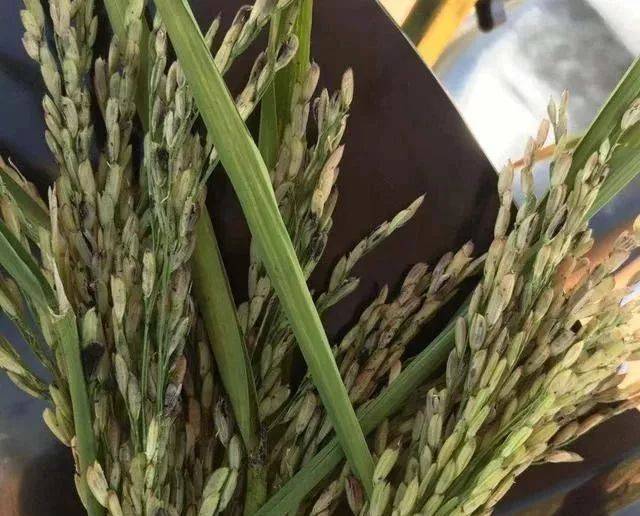 水稻谷壳附着黑色粉末,是什么病?稻粒黑粉病,