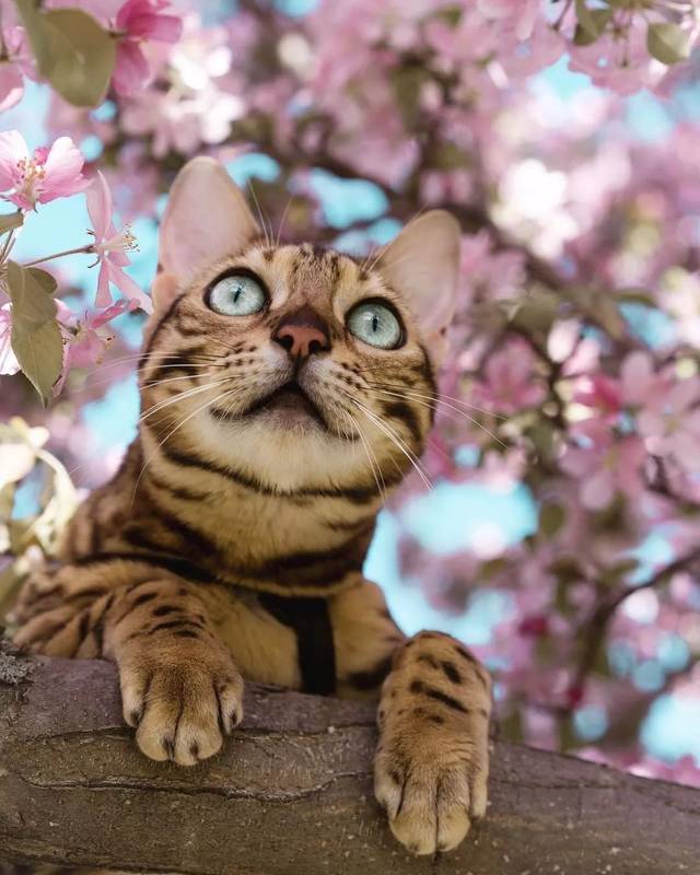 160万人围观猫片,INS另类博主亲身示范:释放天