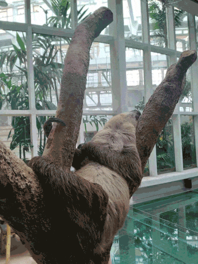 逛了一圈雨林生态植物园, 其实还有很多不易被发现的精彩