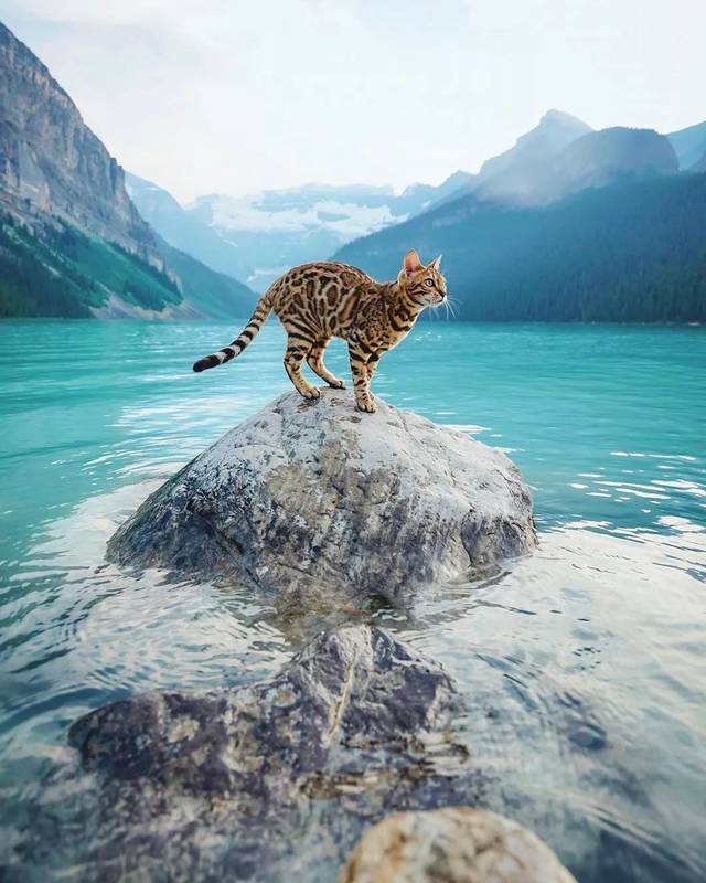 160万人围观猫片,INS另类博主亲身示范:释放天