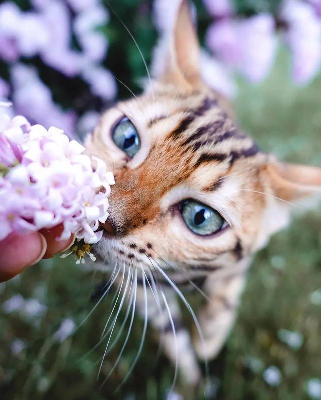 160万人围观猫片,INS另类博主亲身示范:释放天