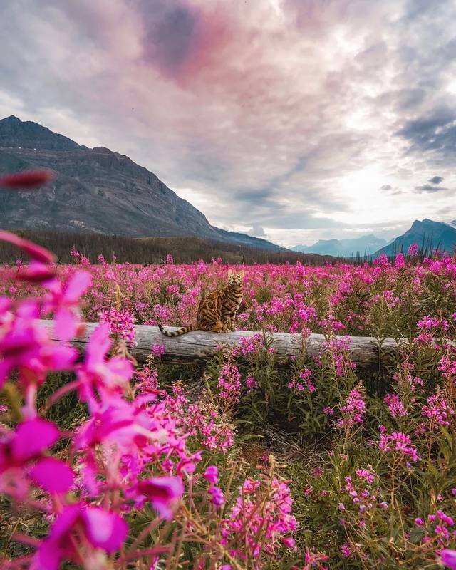 160万人围观猫片,INS另类博主亲身示范:释放天