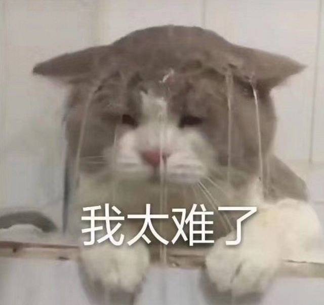 看完这组流泪猫表情包,感觉生活太难了啊