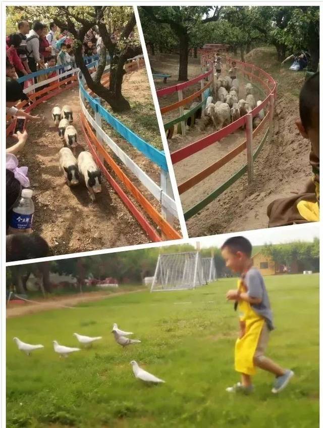 畅玩300亩千株百年梨树的石家庄派尔理想国多种游乐项目!