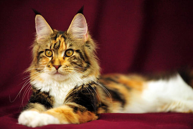 【缅因猫舍】《缅因猫买猫防骗入门必读篇电子