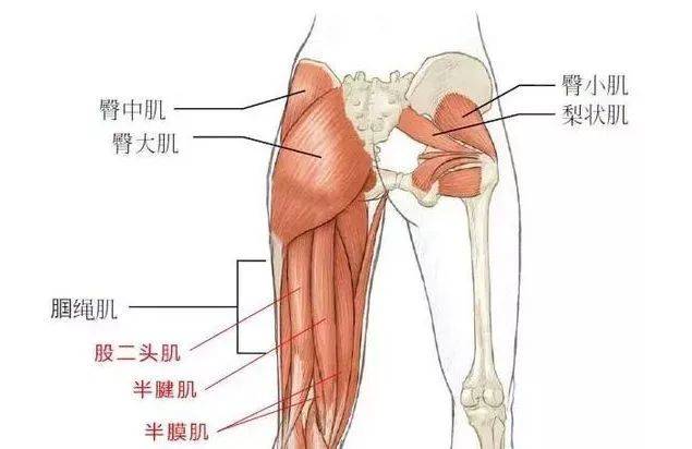 体态康复:下肢肌力失衡造成姿势和步态异常