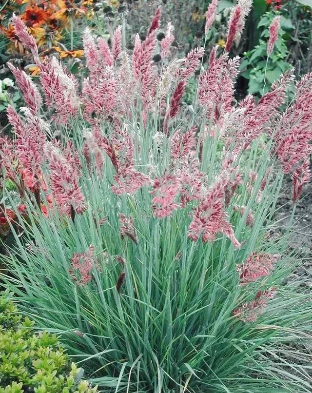 13,晨光芒 miscanthus sinensis "morning light"