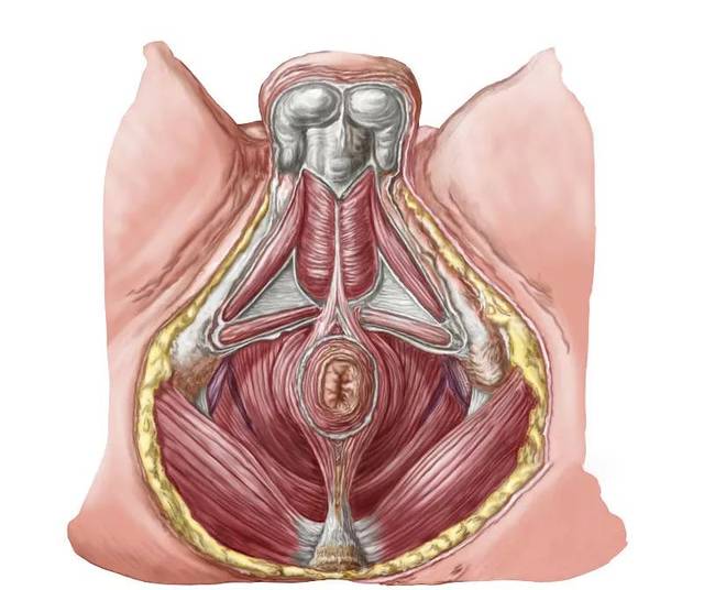 盆底肌---关乎女性幸福的肌肉