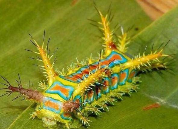 这种虫子颜色亮丽美观,但人类对它的恐惧已深到基因里