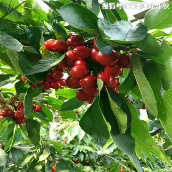 美早樱桃树如何拉枝,手把手教你管理美早樱桃树