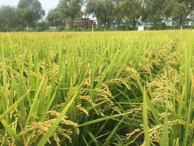 隆重推出圆粒水稻新品种富尔中富稻9.