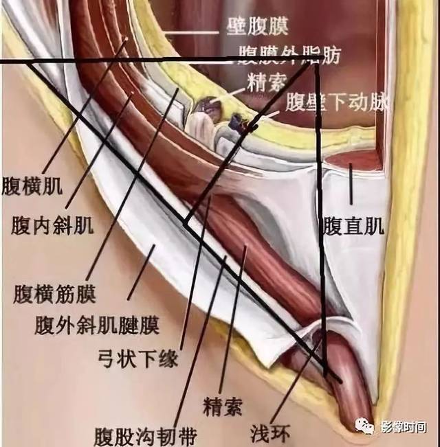 腹股沟区解剖