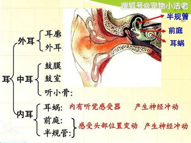 狗狗内耳里面会有一个"内耳前庭器"的器官,其中包含着球囊,椭圆囊和三