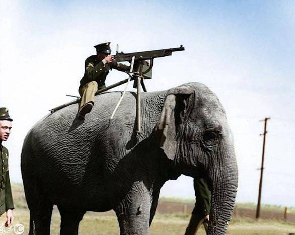 二战期间最搞笑的5件武器,大象机枪兵很奇特