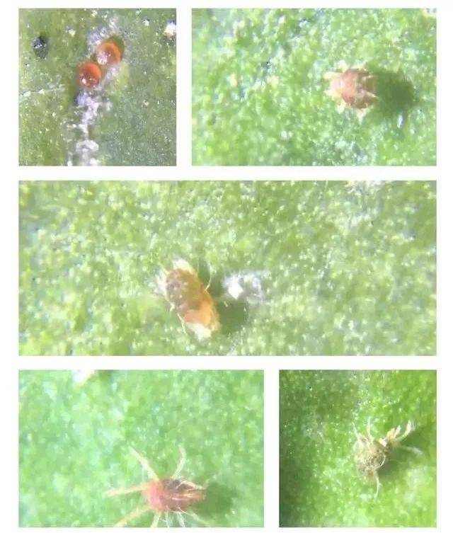 显微镜下红蜘蛛卵,幼虫,前若虫,后若虫,成虫呈现 (二)柑橘红蜘蛛的