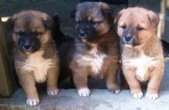 你知道中华田园犬吗?一种被嫌弃的土狗,在全世界很多国家圈粉了