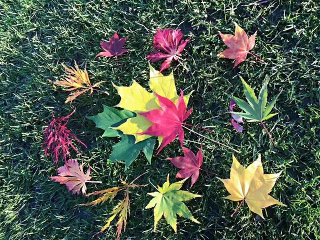 【征文】离开深圳定居温哥华的生活…我的心路