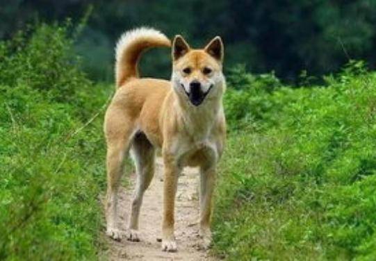 你知道中华田园犬吗?一种被嫌弃的土狗,在全世界很多国家圈粉了