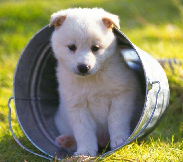 你知道中华田园犬吗?一种被嫌弃的土狗,在全世界很多国家圈粉了