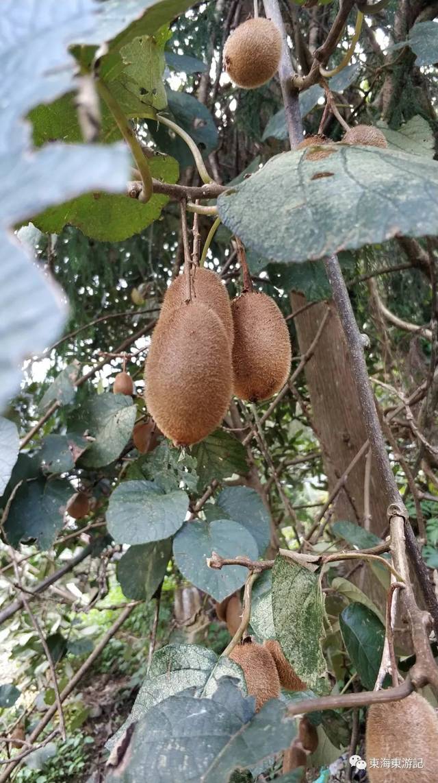 中秋月圆时,探访浙江挂壁公路和温州鬼村(内附