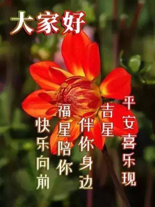 清晨问候大家早上好的漂亮鲜花图片,早上好温馨祝福语录图片