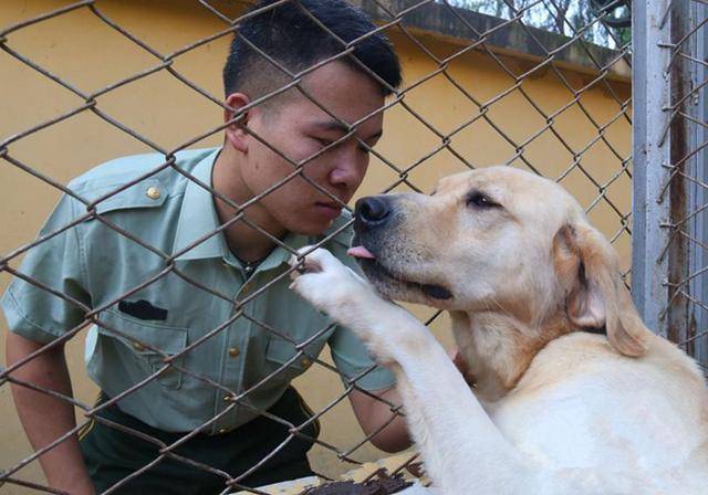 老兵退伍被军犬察觉,狗狗咬住包裹哀求他别走,场景赚足热泪