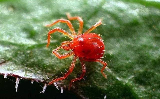 红蜘蛛危害严重?有它不用怕!