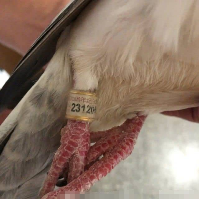 据了解,这次阅兵式上的七万羽鸽子不是公家养的,而是从北京的老百姓家