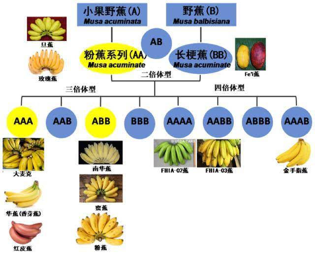 (图片来源:《你吃的香蕉曾是"替补"品种》,科普中国)