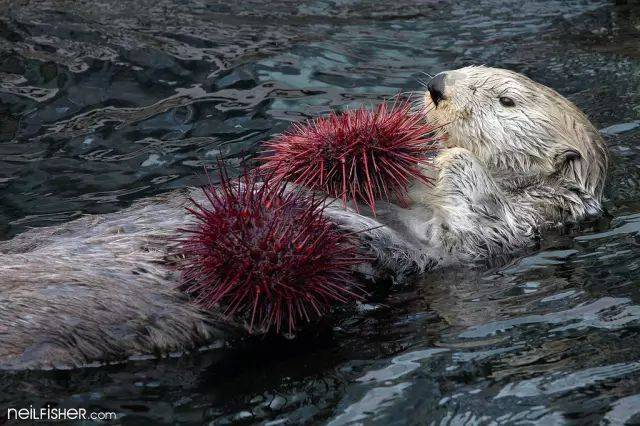 这是海獭还是水獭,你了解过吗?没有,你只想拿它当表情包!