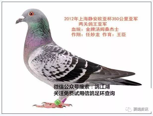 王臣之"金牌汤姆"