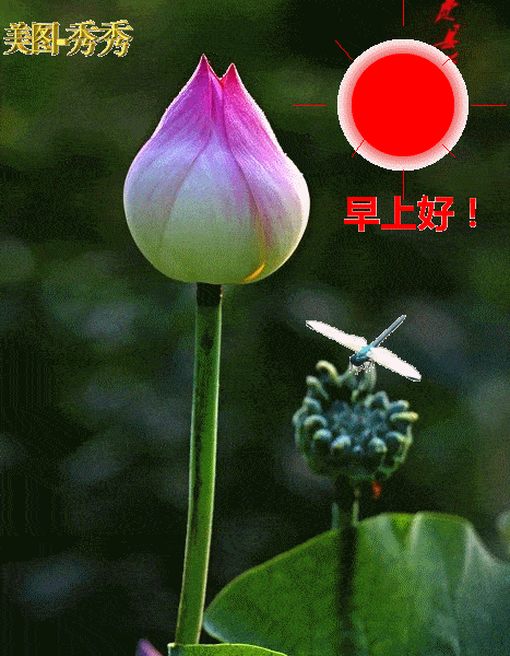 2019早上好表情动态图片带字和鲜花,早上好问候祝福动态图片