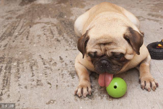 巴哥犬舔人是想表达爱意?错!它其实是想表达这