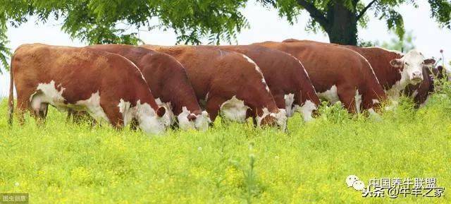 皇竹草养牛,一亩地牧草可以养殖多少牛?