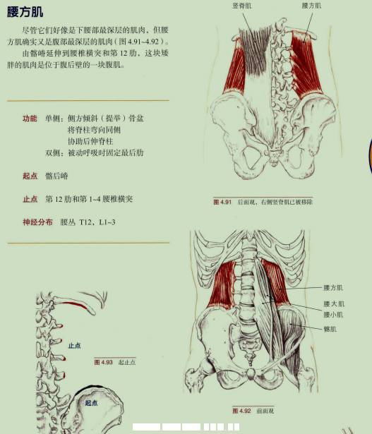 ① 卧姿腰方肌拉伸: 以上内容来自:《功能解剖——肌肉与骨骼的解剖