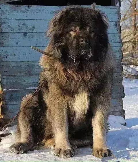 这种超大型犬,外形比藏獒凶猛,胆子却比芝娃娃小,号称北欧巨兽