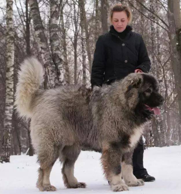 这种超大型犬,外形比藏獒凶猛,胆子却比芝娃娃小,号称北欧巨兽